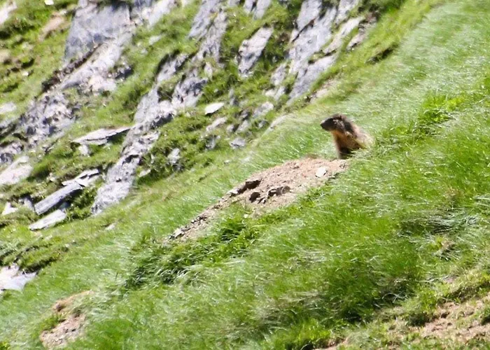 Cosy Pour 4 Personnes Avec Ascenseur, A 350m Des Pistes Au Centre De - Fr-1-401-25 *